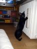 kater-sylvester-sommer-09-073.jpg